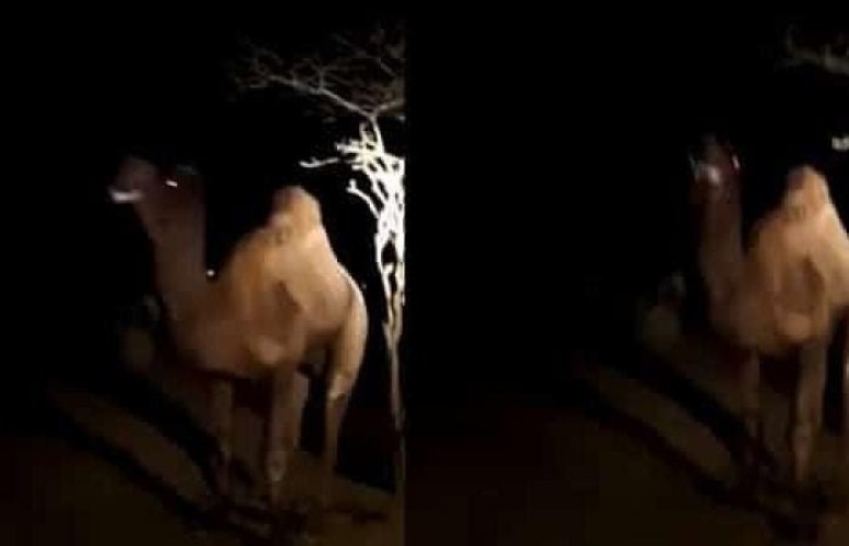 بالفيديو: جمل هائج يصرع راعيه في المدينة المنورة
