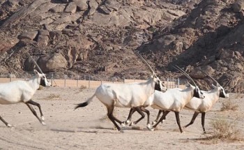المركز الوطني لتنمية الحياة الفطرية: إطلاق 4 أنواع من الكائنات الفطرية المهددة بالانقراض في محمية نيوم