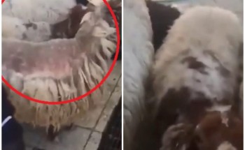 رئيس بلدية الخبر يكشف حقيقة فيديو ذبح أغنام مريضة في أحد المسالخ رئيس بلدية الخبر يكشف حقيقة فيديو ذبح أغنام مريضة في أحد المسالخ