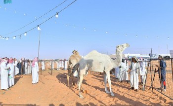 ارتفاع مبيعات مهرجان مزاد الإبل في تربة حائل إلى نصف مليون ارتفاع مبيعات مهرجان مزاد الإبل في تربة حائل إلى نصف مليون