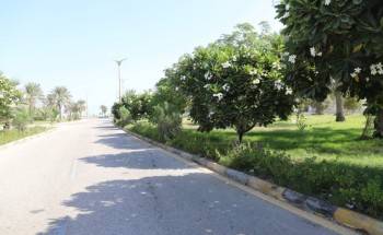 بلدية رأس تنورة تزين شوارع وكورنيش المحافظة بأكثر من 4 آلاف شجرة مزهرة بلدية رأس تنورة تزين شوارع وكورنيش المحافظة بأكثر من 4 آلاف شجرة مزهرة
