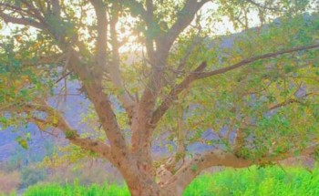 رئيس مركز ستارة يزور منتزه “ودغان” على طريق الهجرة بين مكة والمدينة رئيس مركز ستارة يزور منتزه “ودغان” على طريق الهجرة بين مكة والمدينة