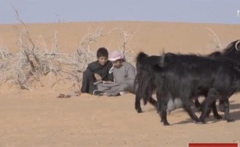 شاهد.. أطفال بحائل يجمعون بين رعي الماشية والتعليم عن بعد شاهد.. أطفال بحائل يجمعون بين رعي الماشية والتعليم عن بعد