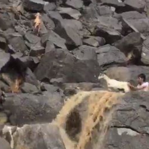 شاهد.. شبان ينقذون ماعزاً احتجزتها السيول بين صخور وعرة في نجران