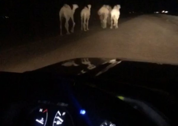 مواطن يوثق فيديو قطيع من الإبل السائبة على طريق “المدينة السريع” .. ويدعوا قائدي المركبات بأخذ الحيطة والحذر مواطن يوثق فيديو قطيع من الإبل السائبة على طريق “المدينة السريع” .. ويدعوا قائدي المركبات بأخذ الحيطة والحذر