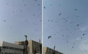 بالفيديو: الخفافيش تغطي سماء مستشفى الملك فهد بـ”جازان” بالفيديو: الخفافيش تغطي سماء مستشفى الملك فهد بـ”جازان”