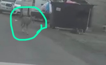 مواطن يوثق تجول ذئب داخل أحياء الطائف.. والدوريات الأمنية تمشط الحي بحثاً عنه مواطن يوثق تجول ذئب داخل أحياء الطائف.. والدوريات الأمنية تمشط الحي بحثاً عنه