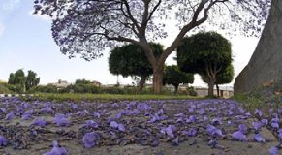 بألوانها البنفسجية.. 13 ألف شجرة “جاكرندا” تزين طرقات وميادين أبها (صور)