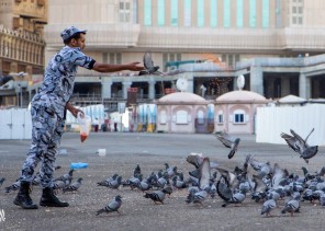 في مشهد مليء بالرحمة والإنسانية .. شاهد: رجل أمن يطعم “حمام الحرم” في مشهد مليء بالرحمة والإنسانية .. شاهد: رجل أمن يطعم “حمام الحرم”