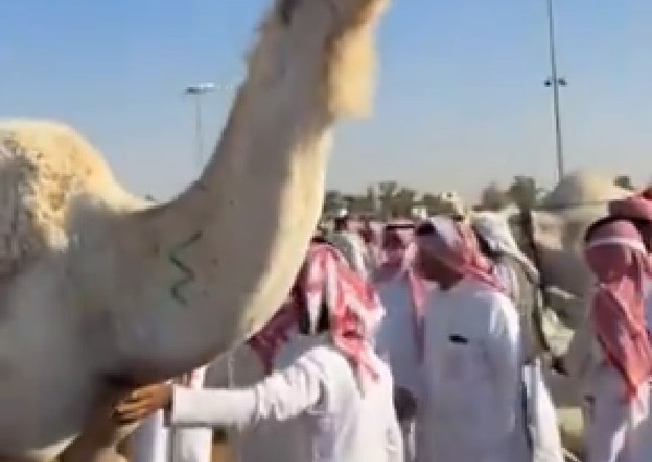 من 16 إلى أكثر من 24 ألف ريال.. مزاد ناقة يشعل المنافسة في القصيم – فيديو من 16 إلى أكثر من 24 ألف ريال.. مزاد ناقة يشعل المنافسة في القصيم – فيديو