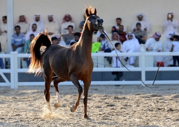 تحليل DNA لإثبات نسب الخيول العربية الأصيلة وتوثيق حفظ السلالات تحليل DNA لإثبات نسب الخيول العربية الأصيلة وتوثيق حفظ السلالات