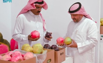 الرمان الأسود .. يبهر زوار مهرجان الرمان 12 بالباحة الرمان الأسود .. يبهر زوار مهرجان الرمان 12 بالباحة