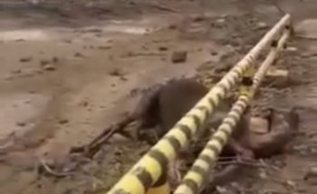 نفوق عدد من الإبل جرفتها السيول في المدينة (فيديو)