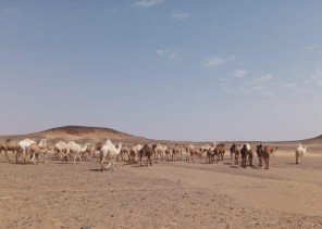 هيئة تطوير محمية الملك سلمان بن عبدالعزيز الملكية تخرج الإبل السائبة من منطقة الخنفة هيئة تطوير محمية الملك سلمان بن عبدالعزيز الملكية تخرج الإبل السائبة من منطقة الخنفة