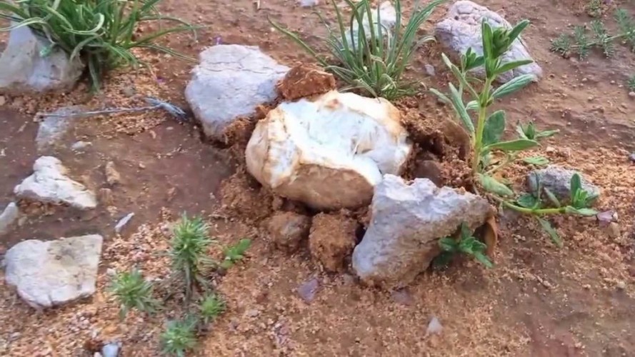 ماهو الكمأ؟ .. وماهي أنواعه وأسباب إقبال الناس على تناوله؟