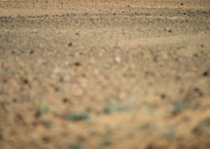 اختفى قبل عيد الأضحى بيومين .. العثور على مفقود “الوسعة” بالقرب من الغريسة في هذه الحالة! اختفى قبل عيد الأضحى بيومين .. العثور على مفقود “الوسعة” بالقرب من الغريسة في هذه الحالة!