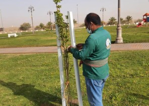 امانة تبوك تواصل زراعتها لأشجار ” الجكرندا ” في حدائق المنطقة تماشيا مع مبادرة السعودية الخضراء امانة تبوك تواصل زراعتها لأشجار ” الجكرندا ” في حدائق المنطقة تماشيا مع مبادرة السعودية الخضراء