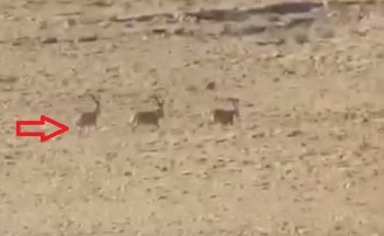 فيديو .. مصرع عدد من الوعلان في منطقة محمية الوعول في الحلوة بحوطة بني تميم فيديو .. مصرع عدد من الوعلان في منطقة محمية الوعول في الحلوة بحوطة بني تميم