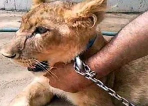 الحياة الفطرية تشدد على أن الأنظمة تمنع اقتناء الحيوانات المفترسة للأفراد أو عرضها للبيع الحياة الفطرية تشدد على أن الأنظمة تمنع اقتناء الحيوانات المفترسة للأفراد أو عرضها للبيع