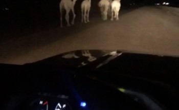 مواطن يوثق فيديو قطيع من الإبل السائبة على طريق “المدينة السريع” .. ويدعوا قائدي المركبات بأخذ الحيطة والحذر مواطن يوثق فيديو قطيع من الإبل السائبة على طريق “المدينة السريع” .. ويدعوا قائدي المركبات بأخذ الحيطة والحذر