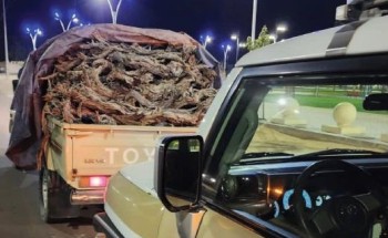 ‏شرطة محافظة طبرجل بمنطقة الجوف تضبط مخالفًا لنظام البيئة