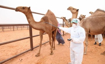 فرع البيئة بـ”رفحاء” يدعو المواطنين الراغبين بترقيم إبلهم للمراجعة خلال هذا اليومين! فرع البيئة بـ”رفحاء” يدعو المواطنين الراغبين بترقيم إبلهم للمراجعة خلال هذا اليومين!
