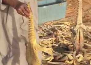 الحياة الفطرية تعلن الإطاحة بمرتكب مذبحة الضبان