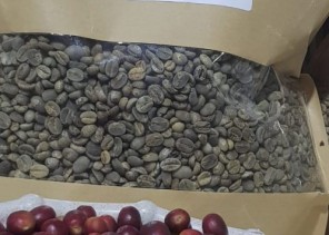 حضور متألق لمزارعي بُن الريث في المهرجان السابع للبن بالداير حضور متألق لمزارعي بُن الريث في المهرجان السابع للبن بالداير