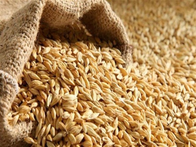 اعتباراً من الغد.. تعـديل سعـر بـيـع الشـعـيـر في كافة مناطق المملكة