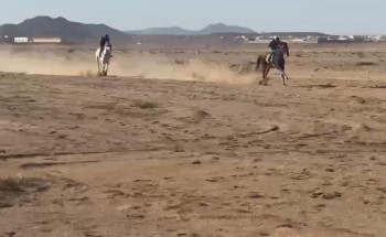 بالصور مربط سحوات يحصل على المركز الأول والثاني في ميدان الصلصلة.. وبيرق عوام للمالك حنين المظيبري يتصدر الأول بالصور مربط سحوات يحصل على المركز الأول والثاني في ميدان الصلصلة.. وبيرق عوام للمالك حنين المظيبري يتصدر الأول