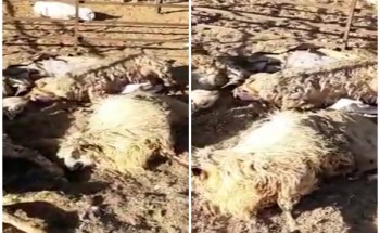 حقيقة وصول إرسالية من الأغنام الرومانية لـ”المملكة” حقيقة وصول إرسالية من الأغنام الرومانية لـ”المملكة”