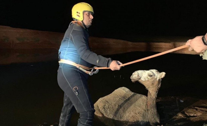 احتجاز «جمل» بمستنقع طيني في بريدة.. والدفاع المدني يتدخل (صور)