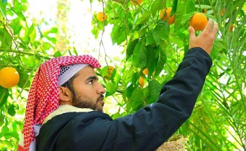 تشتهر بالحمضيات ويتوارث الأجيال زراعتها منذ قديم الزمن .. العلا تضم أكثر من 200 ألف شجرة حمضيات على مساحة 800 هكتار