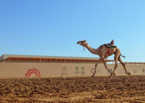 “رعد” .. المطية الأفضل في “المفاريد” ضمن مهرجان ولي العهد للهجن “رعد” .. المطية الأفضل في “المفاريد” ضمن مهرجان ولي العهد للهجن