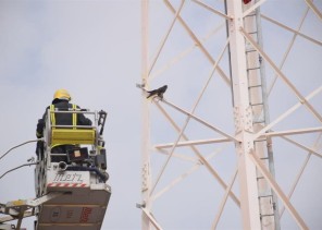 “مدني الرياض” ينقذ صقراً علق بأحد أبراج الاتصالات ويسلمه لصاحبه (صور) “مدني الرياض” ينقذ صقراً علق بأحد أبراج الاتصالات ويسلمه لصاحبه (صور)