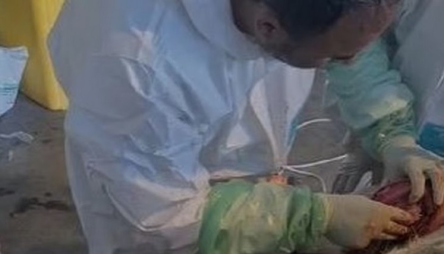 حائل.. تدخّل جراحي نادر يعيد لـ”تيس هولندي” قدرته على المشي طبيعيًا