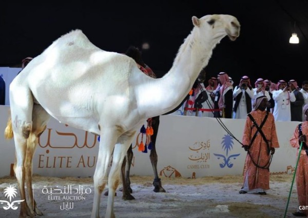 بالصور.. طلبات شراء إبل بملايين الريالات في مهرجان الملك عبدالعزيز.. والمُلاك يرفضون البيع بالصور.. طلبات شراء إبل بملايين الريالات في مهرجان الملك عبدالعزيز.. والمُلاك يرفضون البيع