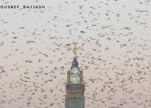 بالفيديو: أسراب من الجراد تحيط بالساعة البرجية في الحرم المكي بالفيديو: أسراب من الجراد تحيط بالساعة البرجية في الحرم المكي