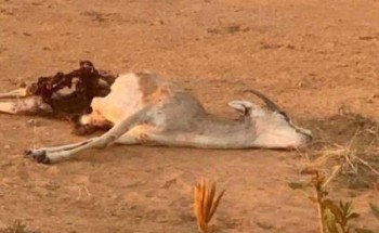 بالفيديو: البيئة تطلق “ظباء” نادر في محمية مرات .. وبعد يومين كانت المفاجأة صادمة! بالفيديو: البيئة تطلق “ظباء” نادر في محمية مرات .. وبعد يومين كانت المفاجأة صادمة!