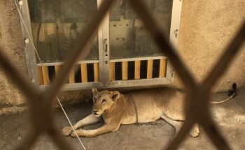 تفاصيل جديدة تكشفها مصادر بشأن فيديو “اللبؤة” في حي العمرة بمكة تفاصيل جديدة تكشفها مصادر بشأن فيديو “اللبؤة” في حي العمرة بمكة