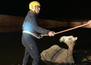 احتجاز «جمل» بمستنقع طيني في بريدة.. والدفاع المدني يتدخل (صور) احتجاز «جمل» بمستنقع طيني في بريدة.. والدفاع المدني يتدخل (صور)