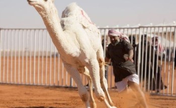 بالأسماء .. تأهل 3 مشاركين للمرحلة النهائية بمسابقة “القعود قعودك لاطرحته ” .. والكشف عن الجائزة!