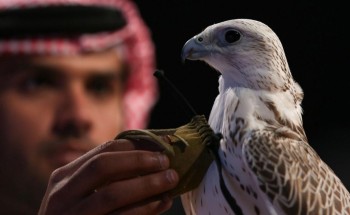 الإنسان والصقر في المملكة.. عراقة تُحلق فوق هام السحب الإنسان والصقر في المملكة.. عراقة تُحلق فوق هام السحب