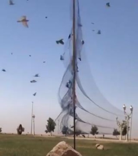 أول تعليق من الحياة الفطرية على فيديو صيد الطيور في أحد المنتزهات العامة