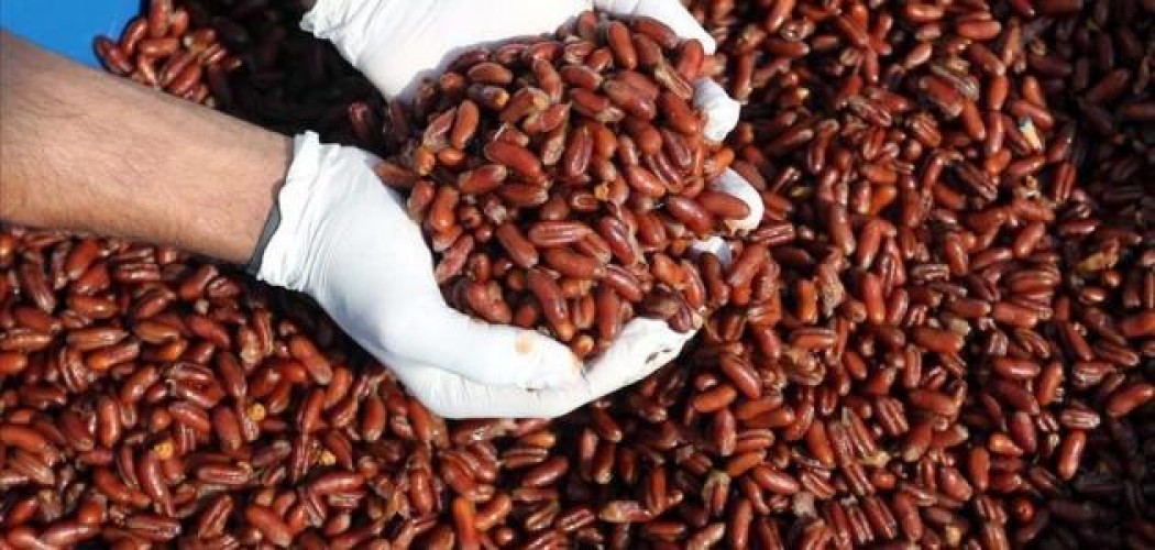 أستاذ عقاقير يحذر من استخدام نواة التمر كمشروب قهوة.. ويوضح السبب