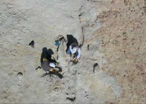 المساحة الجيولوجية: اكتشاف تاريخي لبقايا حوت منقرض قبل 37 مليون سنة شمال غرب المملكة – فيديو المساحة الجيولوجية: اكتشاف تاريخي لبقايا حوت منقرض قبل 37 مليون سنة شمال غرب المملكة – فيديو