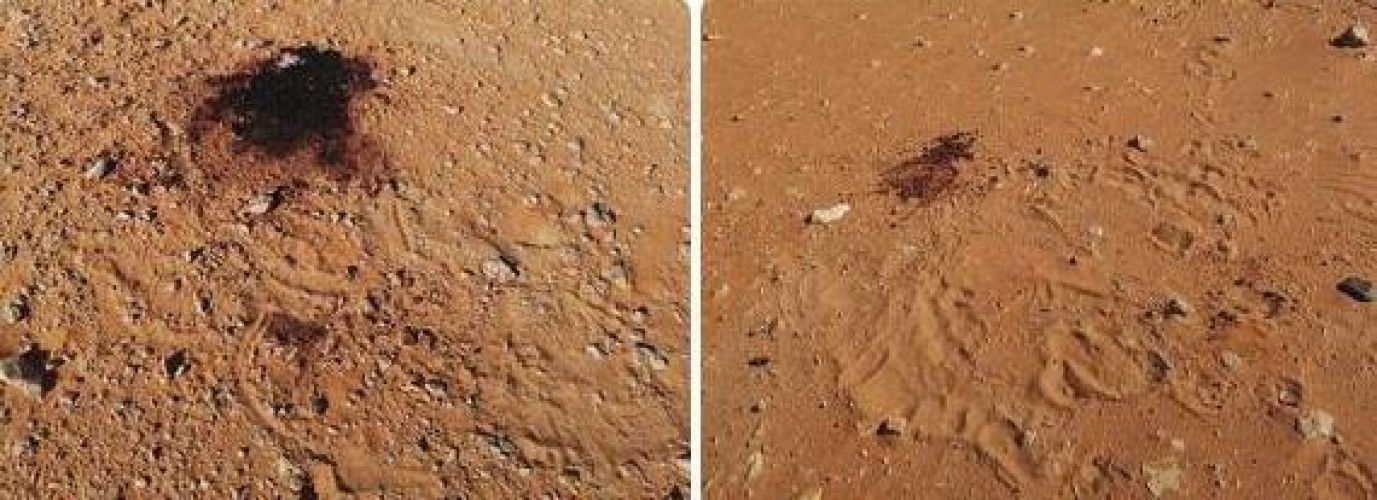 إمارة نجران: القبض على مواطنين قتـلا 5 ظباء بمحمية عروق