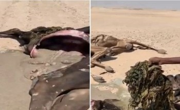 شاهد.. نفوق عدد من الإبل.. ومواطن يكشف عن سبب صادم بعد فحص بطونها ! شاهد.. نفوق عدد من الإبل.. ومواطن يكشف عن سبب صادم بعد فحص بطونها !