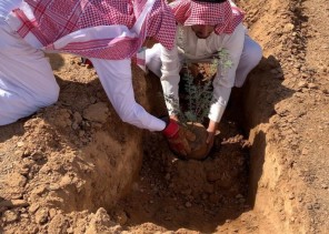 رابطة تبوك الخضراء تتابع برنامجها الأول لتنمية الغطاء النباتي بالمنطقة في اليوم العالمي لمكافحة التصحر