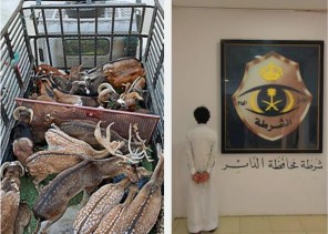 ضبط مقيم في جازان بحوزته وعول وغزلان مهربة من خارج المملكة ضبط مقيم في جازان بحوزته وعول وغزلان مهربة من خارج المملكة